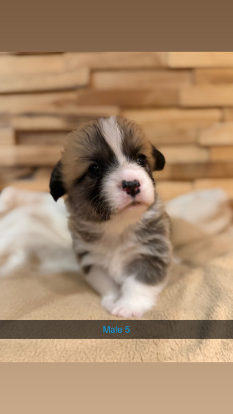 Welsh Corgi Pembroke - À réserver chiots Welsh corgi Pembroke