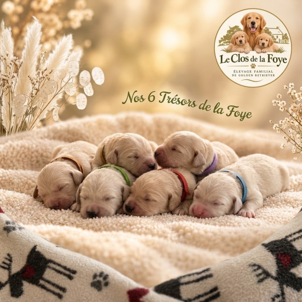 Chiot Golden Retriever