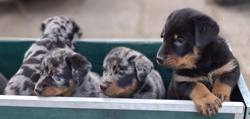 Berger de Beauce - Superbe chiots berger de Beauce à réserver