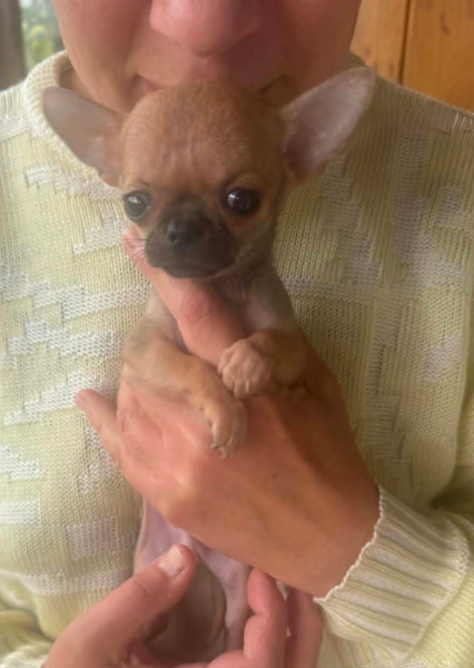 Chihuahua - Superbes Chiots Chihuahua