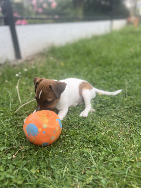 Jack Russell Terrier - Chiots Jack Russel Terrier / Elevage des Amazones - Élevage des Amazones