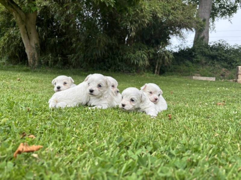 Bichon maltais - chiot bichon maltais