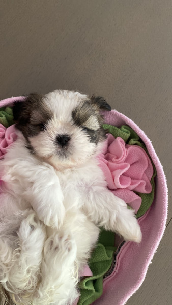 Shih Tzu - CHIOTS SHIH TZU EN ILE DE FRANCE