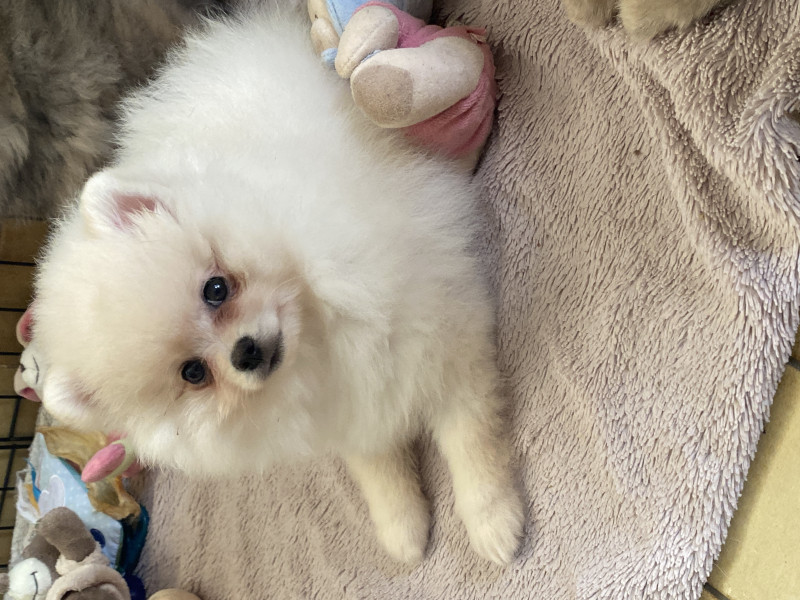 Spitz allemand - Chiots spitz Lof