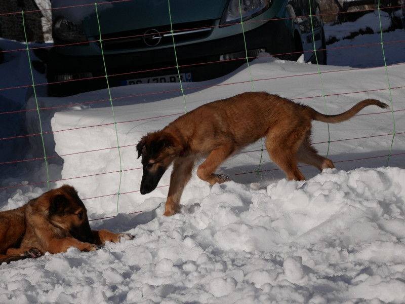 Barzoi - Chiots barzoïs - du Moulin Lointain
