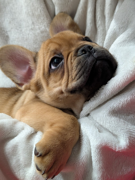 Bouledogue français - Magnifiques bouledogues français couleurs exotiques ou classiques - Le domaine d'IRIS