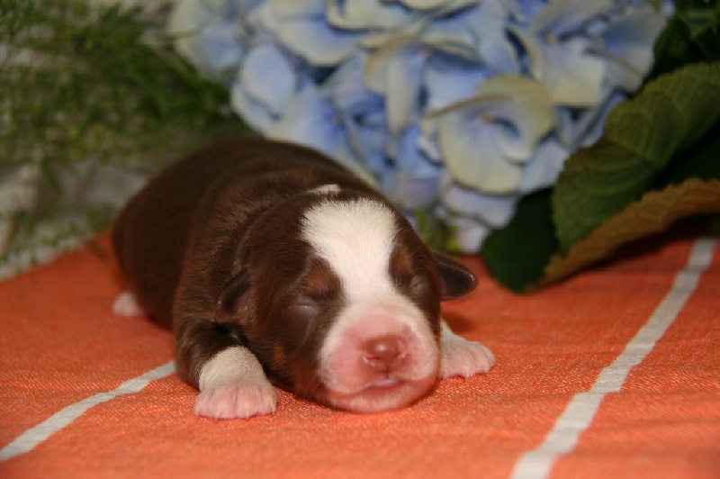 CHIOTS BERGER AMERICAIN MINIATURE Mini Berger Americain