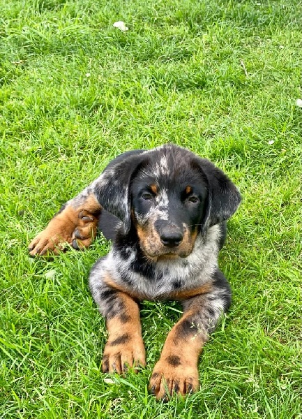 Chiots De La Race Berger De Beauce Disponibles Sur Chiots De France Chiots De La Race Berger De Beauce Disponibles Sur Chiots De France