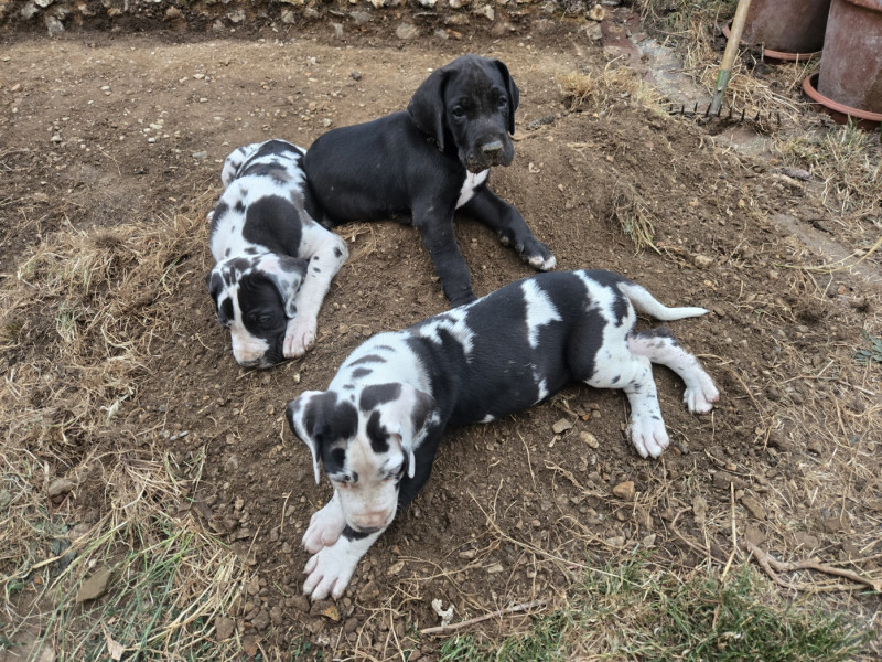 Dogue allemand - Trois magnifiques chiots Dogues Allemands LOF à vendre