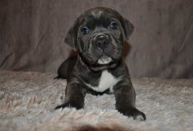 Chiots cane corso LOF Cane Corso