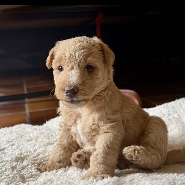 Lakeland Terrier - Chiots Lakeland Terrier