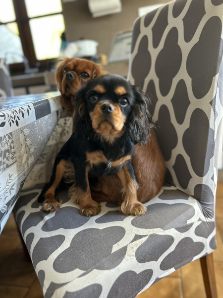 Cavalier King Charles Spaniel - Chiots cavalier King Charles
