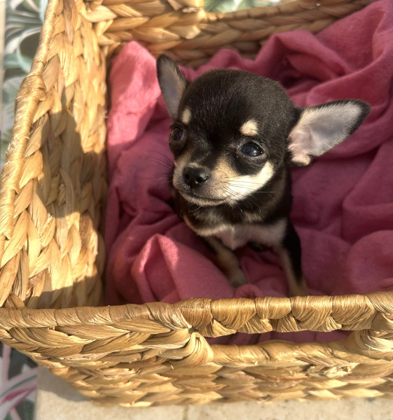 Chihuahua - Chihuahua