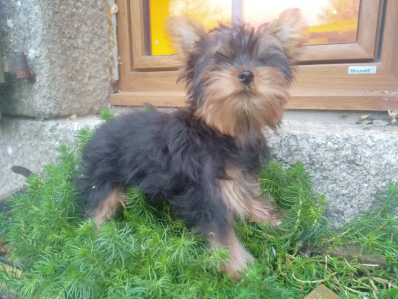 Chiots de race Yorkshire Terrier en Bretagne