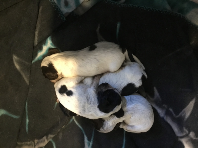 Cocker Spaniel Anglais - Réservation cocker anglais