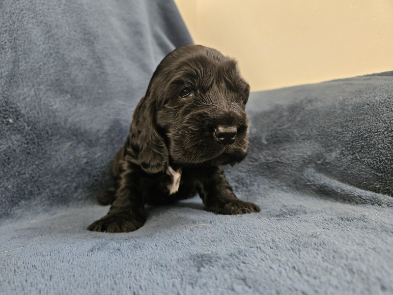 Cocker Spaniel Anglais - Chiot cocker spaniel anglais à réserver