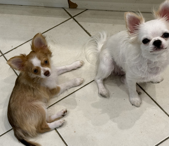 Chihuahua - CHIHUAHUA POILS LONG MALE NON LOF DISPONIBLE - DE LA CROIX LORRAINE