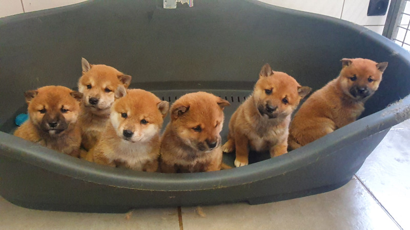 Chiot Shiba