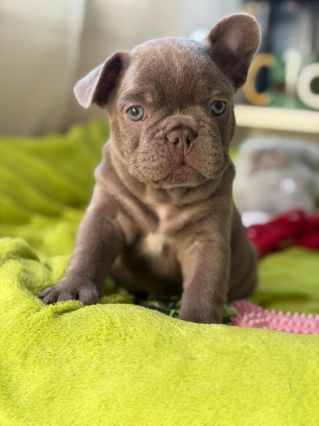 Bouledogue français - Chiots Bouledogues Français - Bullzattitude