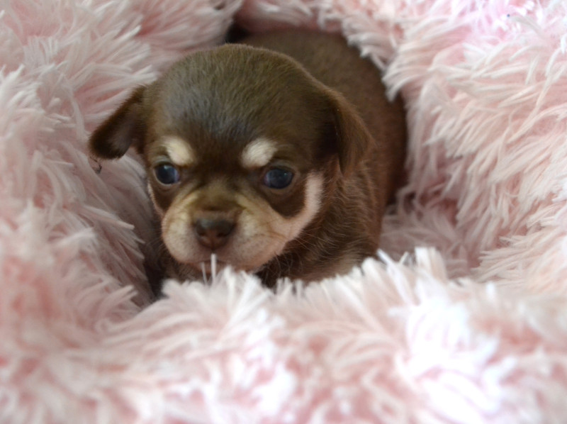 Chihuahua - Chiots merveilleux Chihuahua Couleur Chocolat - FrenchElegance