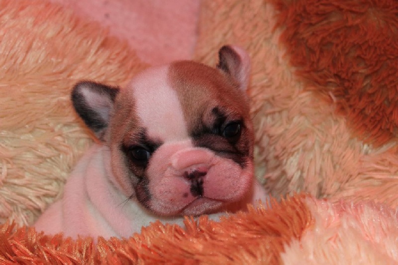 Magnifiques chiots bouledogues français Bouledogue français