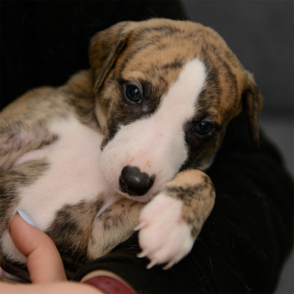 Whippet - Chiots Whippets LOF à réserver - dispos à partir du 7 janvier