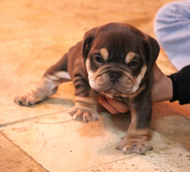 Bulldog Anglais - Chiots bulldog Anglais - Eastern Legends