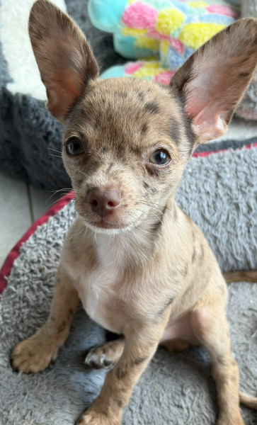 Chihuahua - CHIHUAHUA POIL COURT MALE NON LOF DISPONIBLE - DE LA CROIX LORRAINE