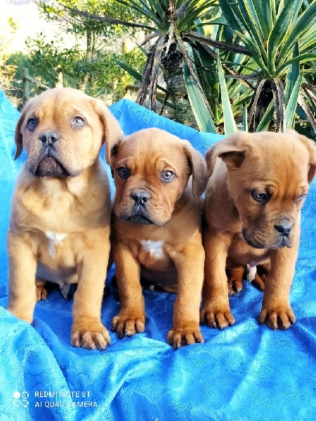 Chiots Dogue de Bordeaux LOF Dogue de Bordeaux