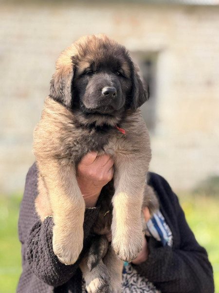 Leonberger - chiots léonberger inscrit au LOF