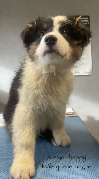 Berger Australien - Chiots bergers australiens pure race disponibles à l'adoption - Luciole au clair de lune