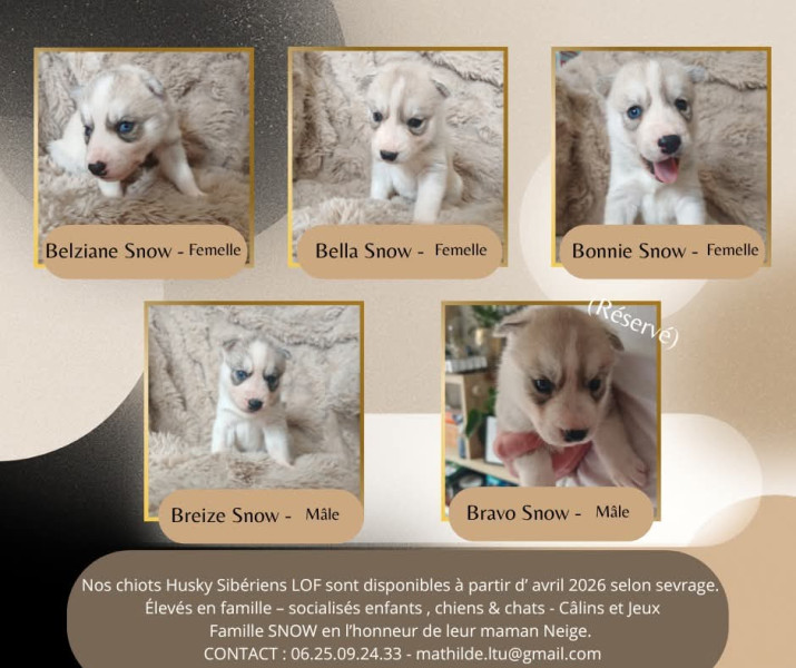 Siberian Husky - ? Chiots Husky Sibérien LOF ? Famille SNOW ?