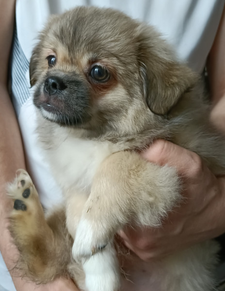 Epagneul tibetain - Chiots épagneul tibétain LOF