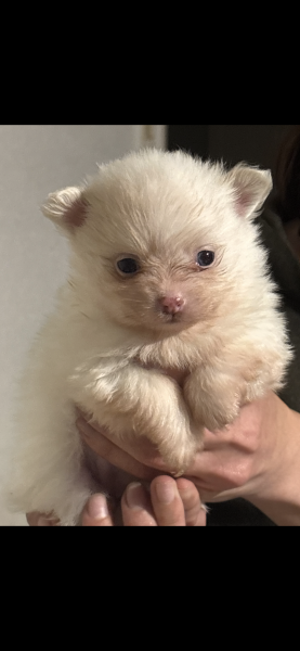 Chihuahua - Pomchi - Didi élégance canine