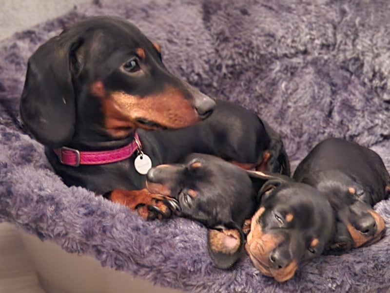 Chiot Teckel poil ras