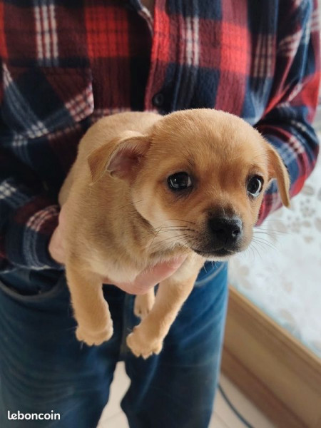 Chihuahua - Chihuahua a réserver