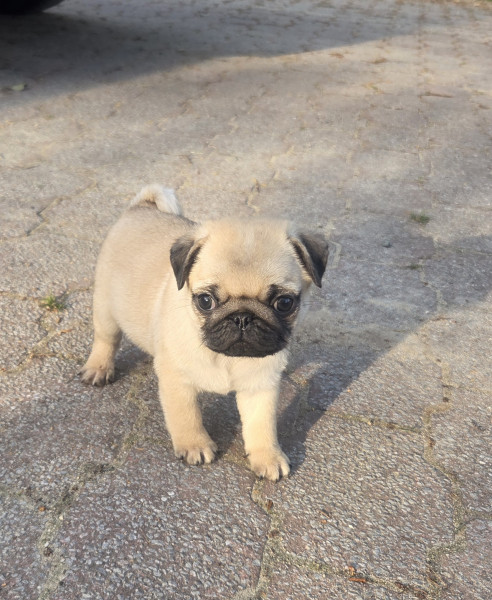 Carlin - Magnifiques chiots Carlins LOF