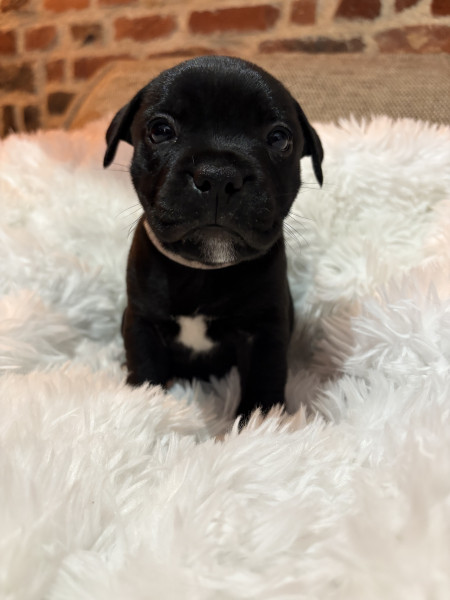 Staffordshire Bull Terrier - Chiots Staffordshire bull terrier