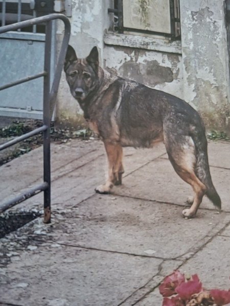 Chiot Berger Allemand
