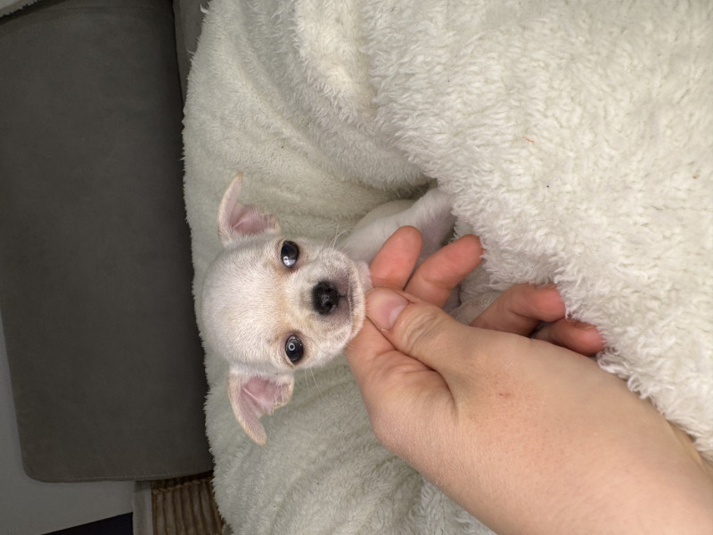 Chihuahua - Chiot Chihuahua LOF - Domaine de Céléste