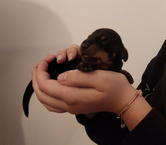 Teckel poil ras - Chiots teckels nain poil ras