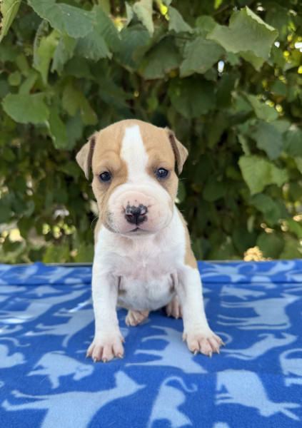 American Staffordshire Terrier - Superbes chiots amstaff, staff, american staff - Angel s Of carmine