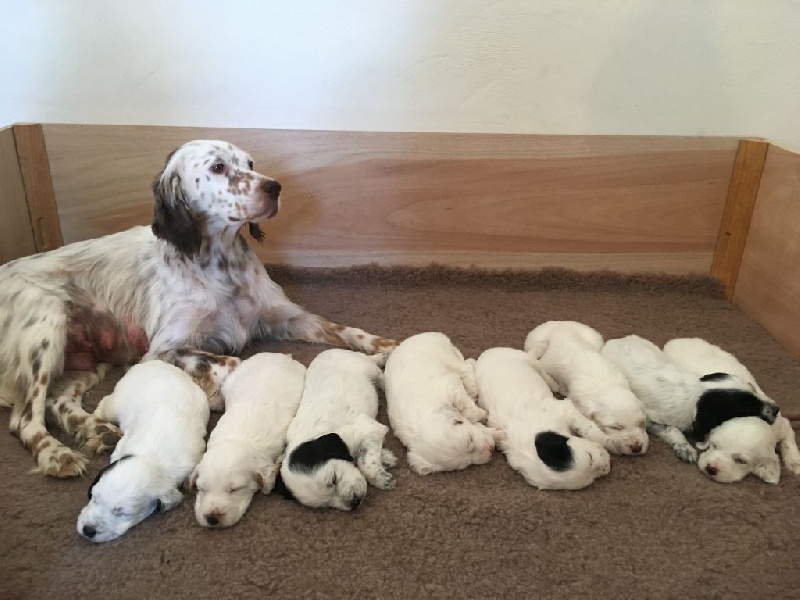 SETTER ANGLAIS Setter anglais