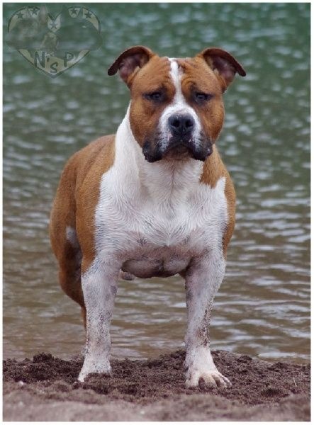 Magnifiques chiots amstaff American Staffordshire Terrier