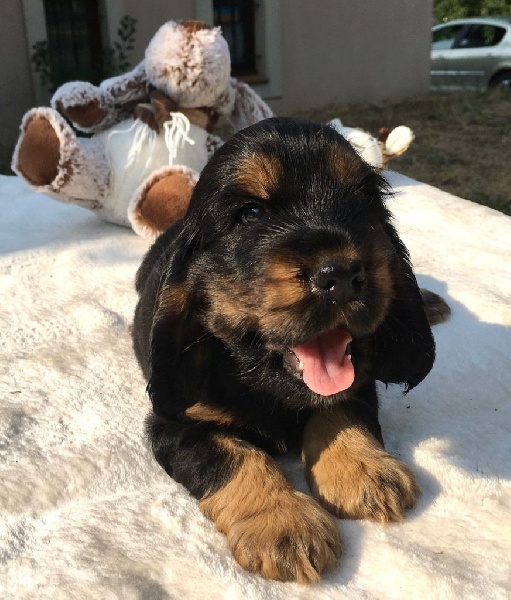 Chiots De La Race Cocker Spaniel Anglais Disponibles Sur Chiots De France