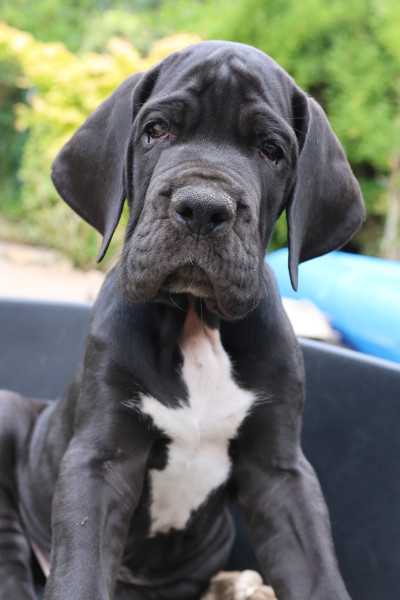 Dogue allemand - Dogue allemand LOF