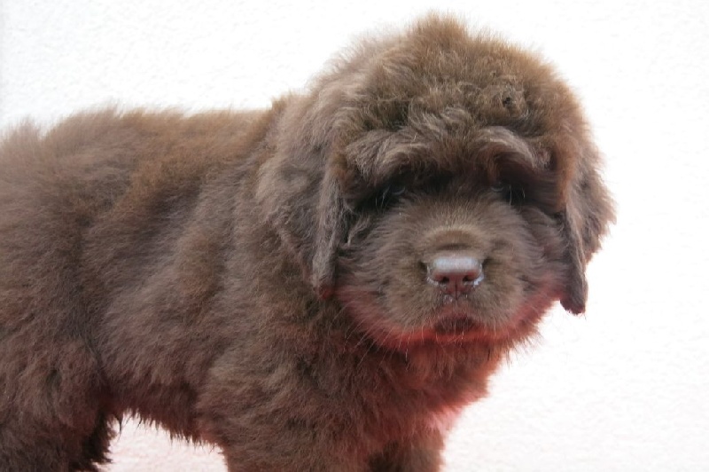 Chiots Terre-Neuve LOF Terre-neuve
