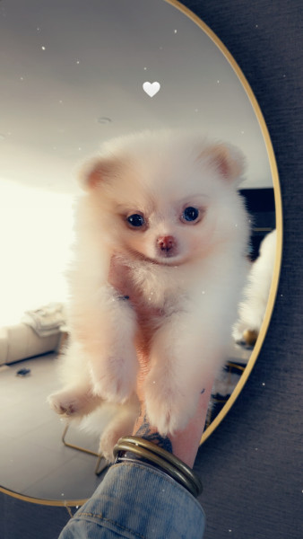 Chihuahua - Pomchi - Didi élégance canine