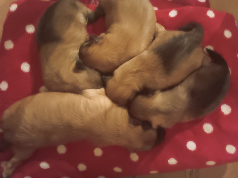 Berger des Pyrenees à poil long - Chiots Berger des Pyrénées Labris