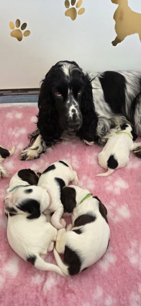 Cocker Spaniel Anglais - Chiots cockers anglais Lof